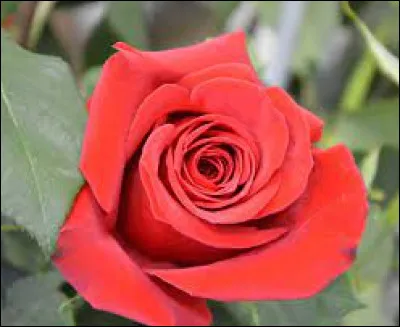 Comment s'appelle cette fleur qui lorsqu'elle est de couleur rouge, symbolise l'amour ?