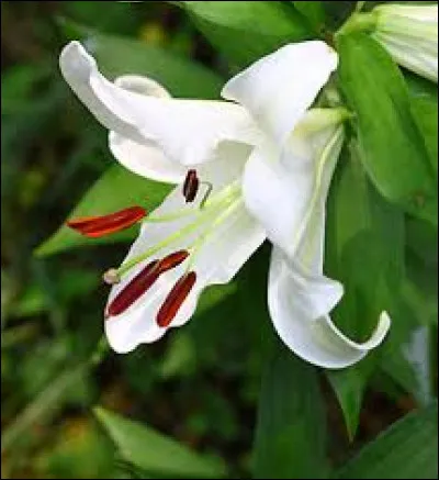 Quel nom porte cette fleur symbolisant la royauté ?