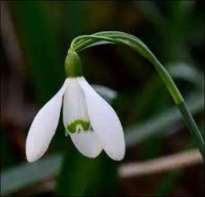 Quel nom porte cette fleur qui fleurit généralement en hiver ?
