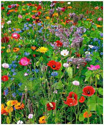 Quiz Fleurs