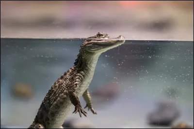 Quel &Eacute;tat des &Eacute;tats-Unis est infest&eacute; d'alligators ?