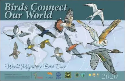 Lequel de ces oiseaux est un oiseau migrateur ?