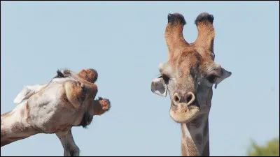 La girafe met bas sa prog&eacute;niture :