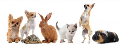 Quel est l'animal "f&eacute;tiche" d'Ath&eacute;na, fille de Zeus dans la mythologie grecque ?