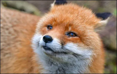 &Ecirc;tre rus&eacute; comme un :