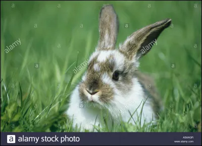 Comment se nomme le domicile du lapin ?