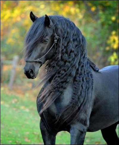 Quelle est la race de ce cheval noir ?
