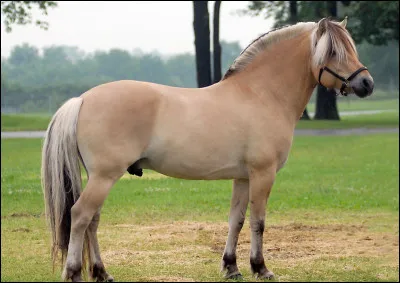 Quelle est la race de ce poney ?