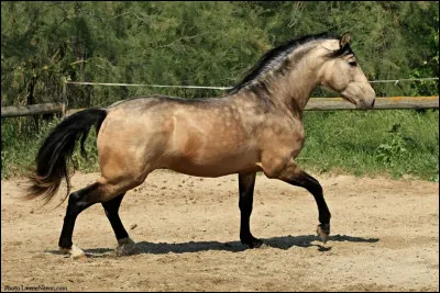 De quelle race est ce cheval ?