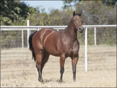 Quelle est la race de ce cheval ?