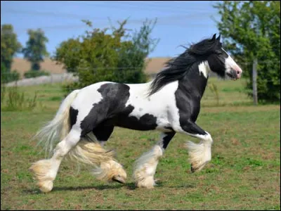 De quelle race est ce cheval ?