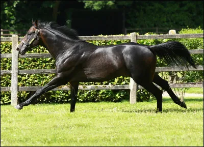 De quelle race est ce cheval ?