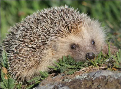 Comment dit-on : "h&eacute;risson", en anglais ?