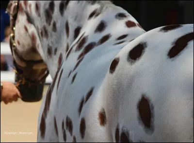 Quelle est cette robe ?