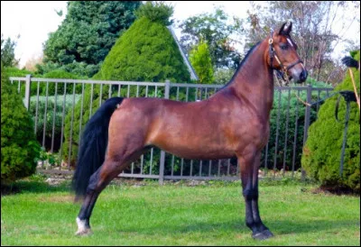 Quelle est la race de ce cheval ?