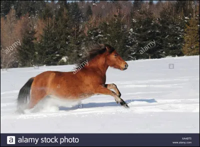 Quelle est la race de ce poney ?