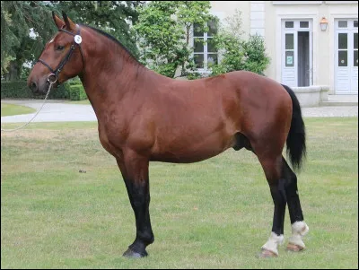 Quelle est la race de ce cheval ?