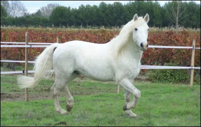 Quelle est la race de ce poney ?