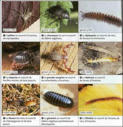 Les microorganismes qui transforment les restes d'organismes vivants sont appels