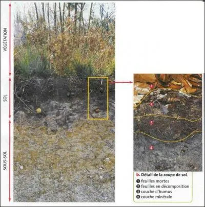 Quel est le rle du sol ?