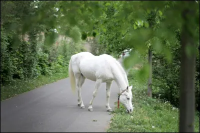 Tu te balades sur le bord de la route quand tu vois un cheval tout seul qui broute. Que fais-tu ?