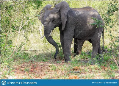 On peut me voir dans "Un éléphant, ça trompe énormément". Mon nom est...