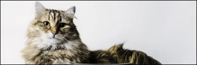 Je tiens un rôle dans le film "Le Chat". Qui suis-je ?