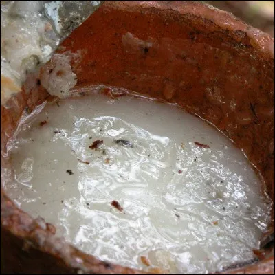 Quelle r&eacute;sine v&eacute;g&eacute;tale est une ressource pr&eacute;cieuse en pal&eacute;ontologie ?