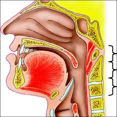 Quel organe long d�environ 30 centim&egrave;tres relie le pharynx au cardia ?