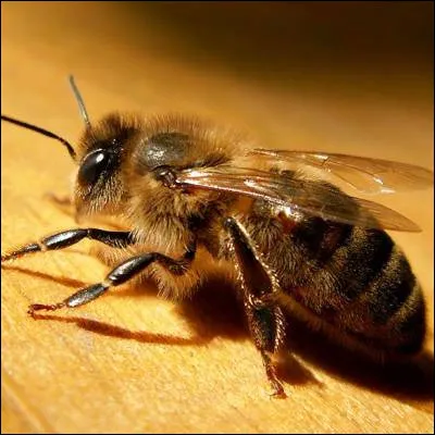 Quelle partie du corps d�une abeille comprend un scape et une p&eacute;dicelle ?
