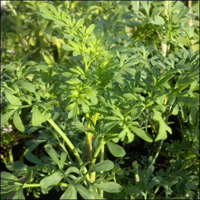 Peut faire trembler le pouvoir, c'est la...