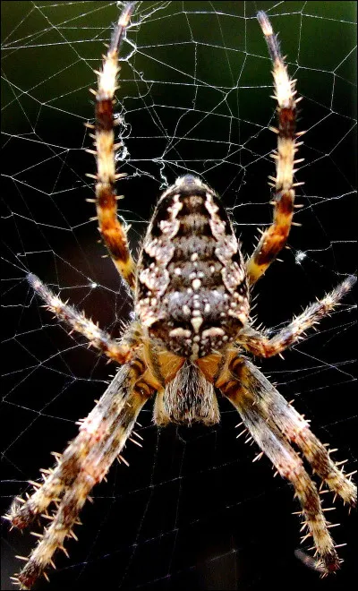 Entre recto et verso, c'est l'...