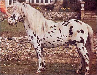 Je suis le plus petit cheval du monde. Qui suis-je ?