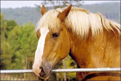 Je suis souvent utilis en attelage. Qui suis-je ?