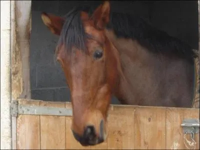 Je vais souvent trs vite. Qui suis-je ?