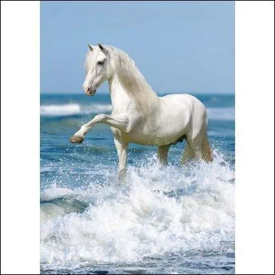 Je suis trs gracieux. Qui suis-je ?