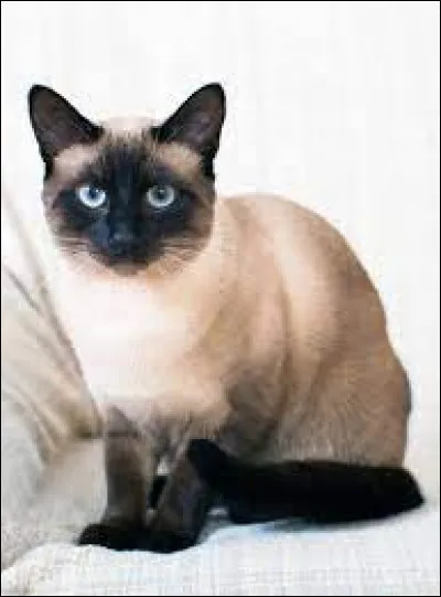 Et lui, quelle est sa race ?