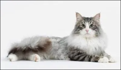 Quelle est la race de ce chat ?