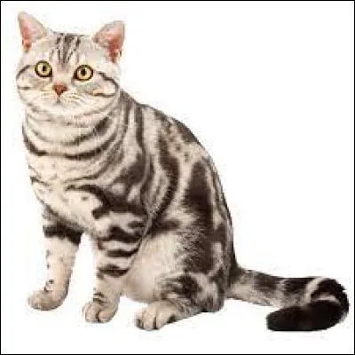 Super ! Et lui, quelle est sa race ?