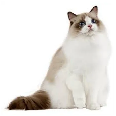 Bravo ! Et lui, quelle est sa race ?