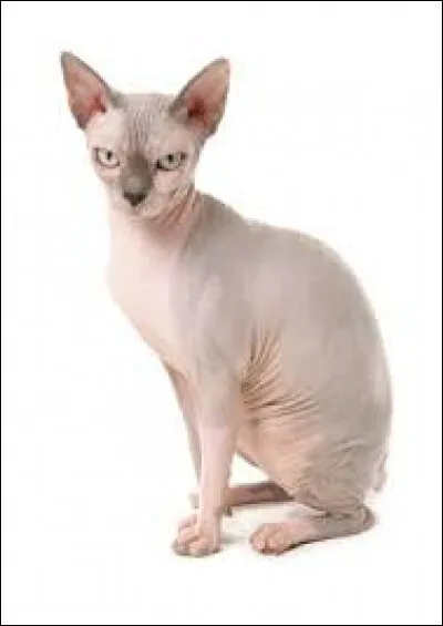 Aller, un dernier, quelle est sa race !