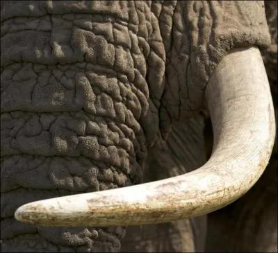 En quoi sont les dfenses des lphants ?