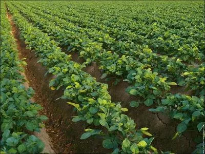 L'un de ces lgumes ne pousse pas sous terre. Lequel ?