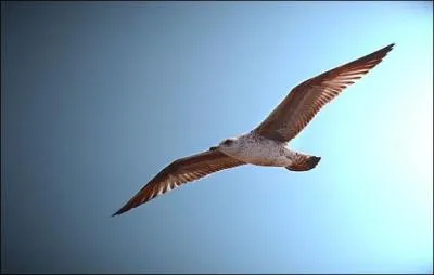 Lequel de ces oiseaux ne vole pas ?