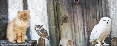 Tu entres dans une boutique danimaux, quachètes-tu ?