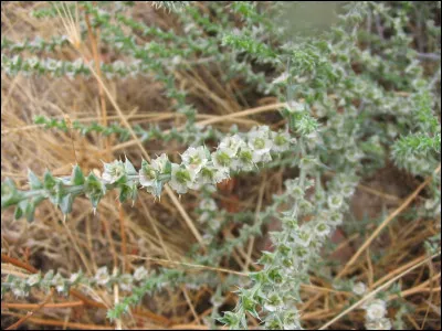 Plantes à feuilles épineuses, de la famille des Salsolacées, qui croît au bord de la mer et dont l'incinération des tiges donne de la soude :