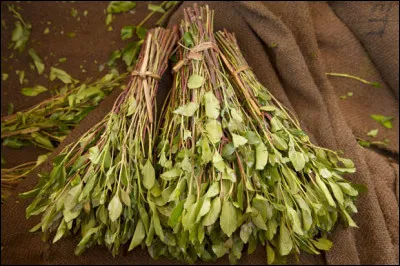 Arbustes d'Arabie dont les feuilles contiennent une substance hallucinogène :