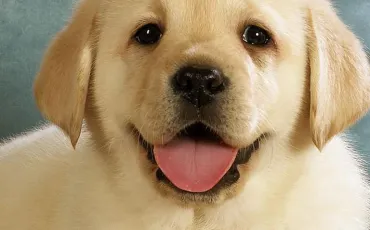 Quiz Animaux