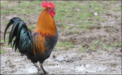 Comment s'appelle le coq ?