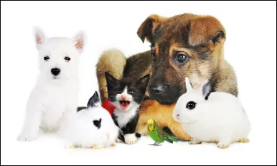 Qui aimes-tu le plus ?